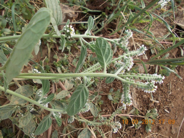 bella infestante - Heliotropium europaeum